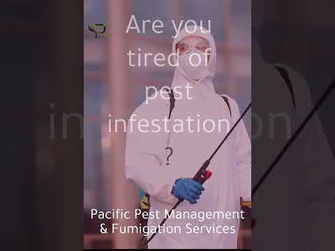 Wooden fumigation service