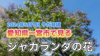 2024 6 1 ジャカランダ