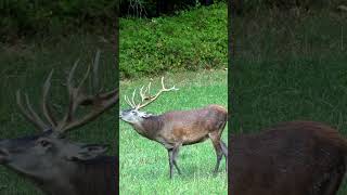 The stag begins to feed