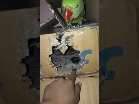 Parrot - House thred flore (soham pro)