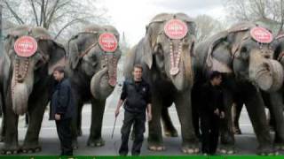 Eurovision French Misheard Lyrics - Patricia Kaas - 4 Elephants