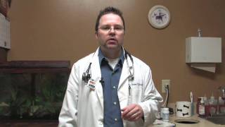 Dog & Cat Tips : How to Get a Shih Tzu Puppy to Stop Biting