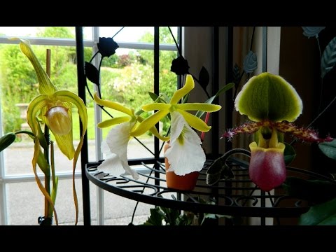 June Orchids in Flower