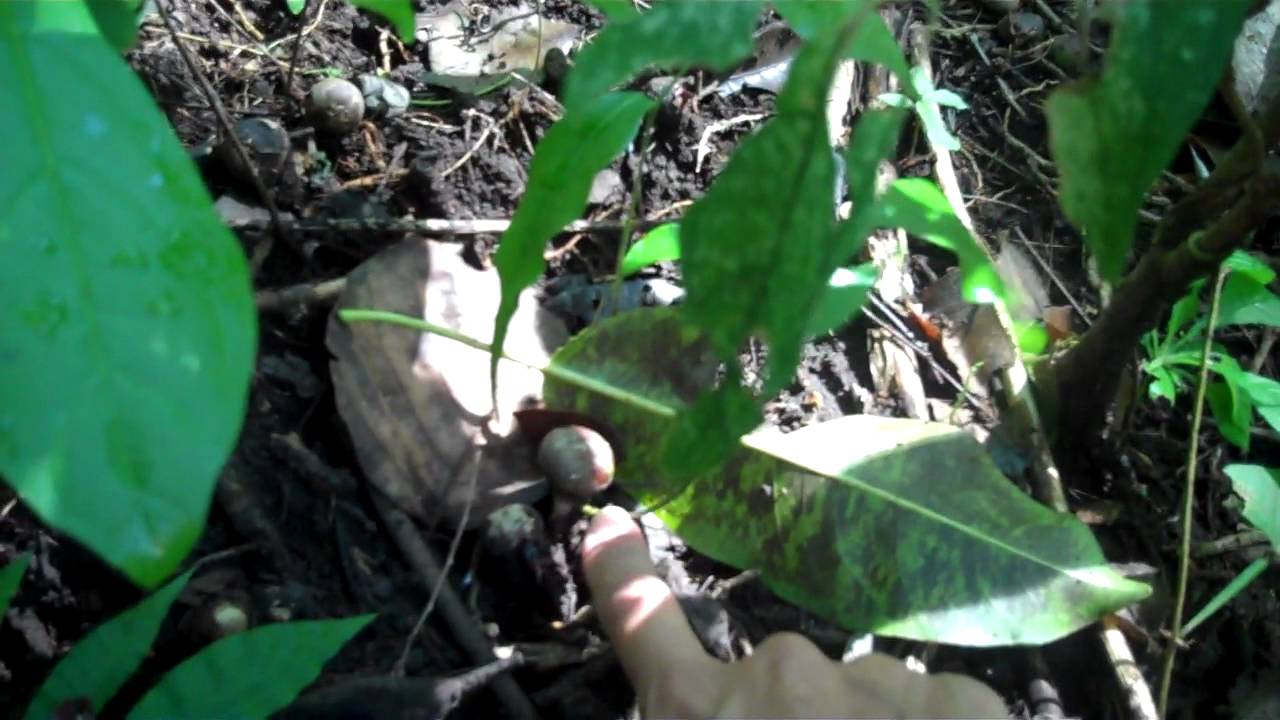 Maya Nut (Brosimum alicastrum) germinates best on TOP of the soil - YouTube