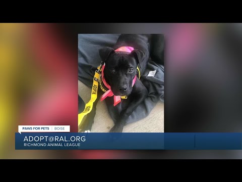 Paws for Pets: Boise, a goofy, loving boy who wants to be your best friend - YouTube