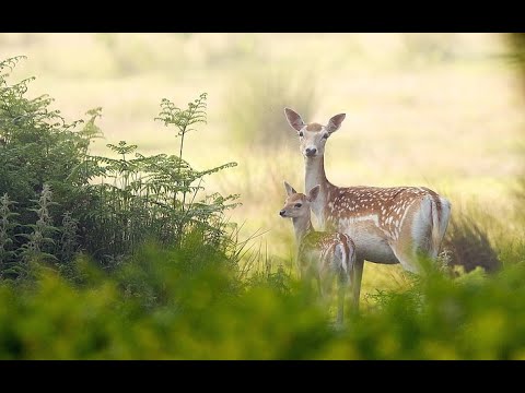 Best Resorts & Hotels in Ramnagar, 15