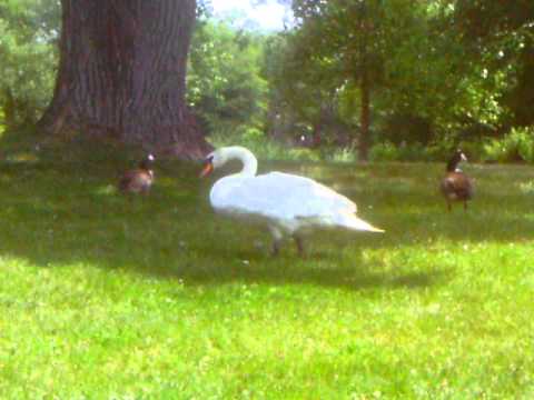 Daddy Swan "vacating" his "turf" @ Ell Pond Melrose 7/19/11