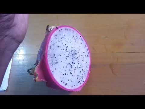 ড্রাগনের বিচি থেকে চারা তৈরি। Dragon plan by dragon seeds. .