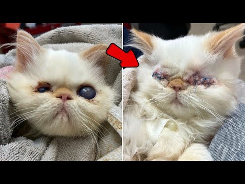 Blind Kitten Lost Both Eyes... But Found The Perfect Home!