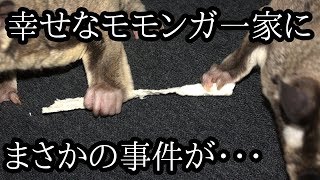 幸せなモモンガ一家にまさかの事件が・・・