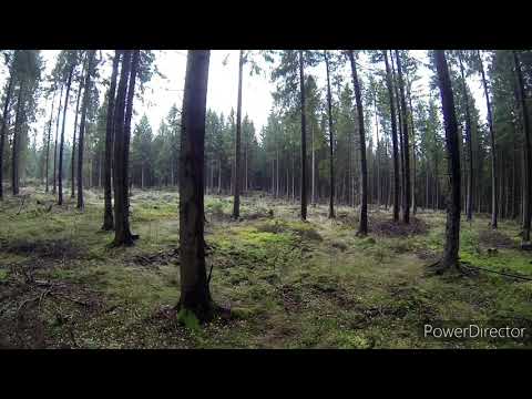 Drückjagd 18. Oktober und Bockjagd 1. Mai