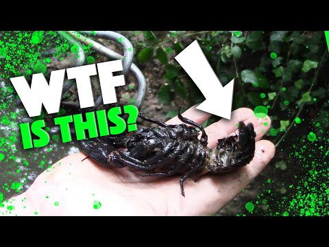 WTF is this? Strange discovery in a river