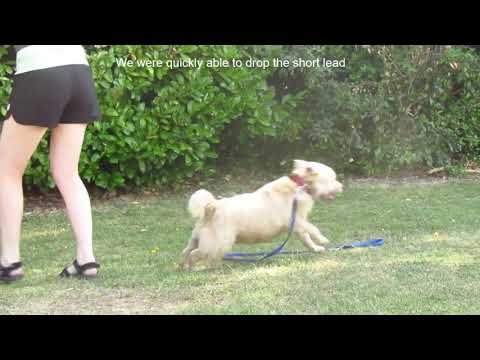 Harmony Professional Dog Training video.