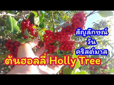 ต้นฮอลลี่(Holly) | ความหมายของดอกไม้