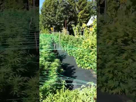 15. September 23 @NaturgartenEuring #cbd #österreich