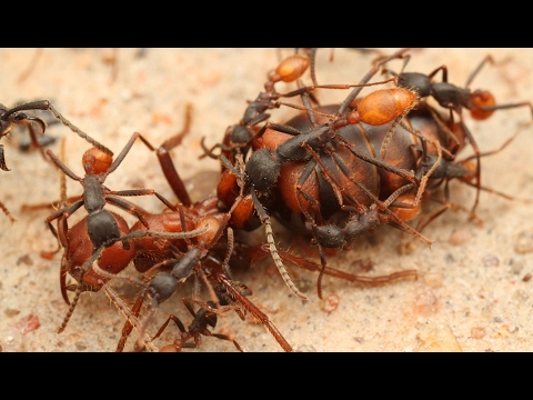 , title : 'Des fourmis décapitent leur reine - ZAPPING SAUVAGE'