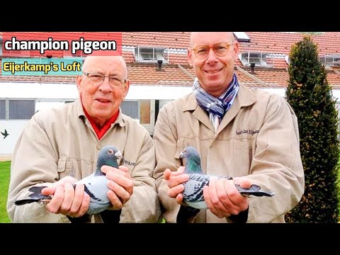 Inside Hans Eijerkamp's Champion Pigeon Loft: Unveiling Racing Pigeon Excellence