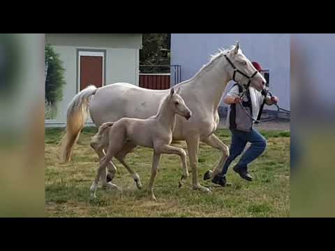 Lluvio MD v. LaVie x Havel MD (Qaside MD/Garut Humbursky) *2020