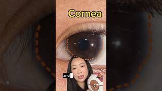 Download lagu Eye doctor explains: basic anatomy #eye #anatomy #youtubehealth mp3