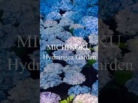 冬にはアジサイの下に何を置きますか？保護用の「ベッド」を作成するにはどうすればよいですか?  庭園
