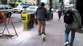 The Suburbs - Music For Boys