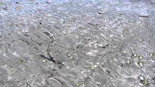 preview picture of video 'Razorfish Aran islands'