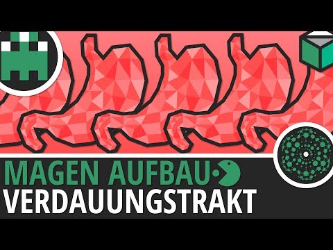 Aufbau Magen einfach erklärt│Biologie Lernvideo [Learning Level Up]