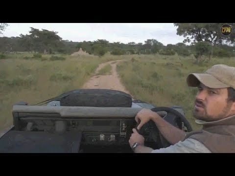 Safari Live:  Update on the lone Tsalala Lioness from Tristan  March 27, 2018