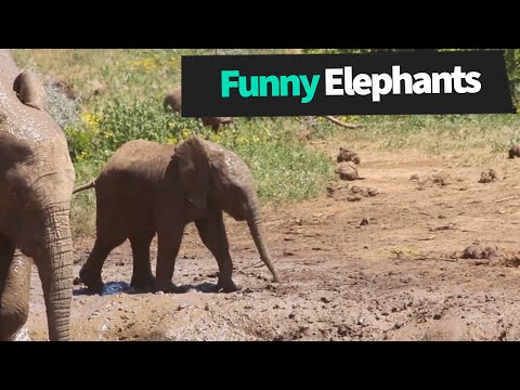 Compilation d'éléphants drôles