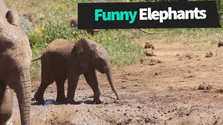 Compilation d'éléphants drôles