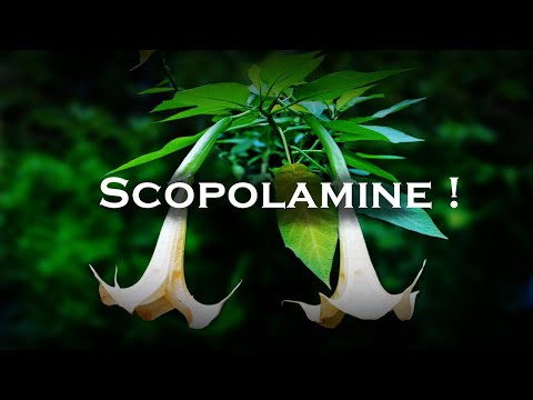Scopolamine - World's Most Dangerous Drug !
