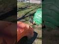 Zoe Goes To The Dog Park Doglifestyle