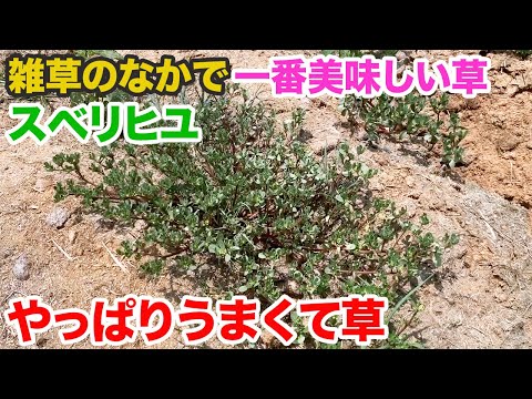 スベリヒユ 植物