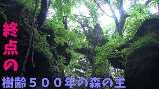 目指すは樹齢５００年のミズナラ 中頓別町　鍾乳洞自然ふれあい公園