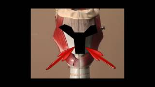 Feminization the voice: Male to Female pitch altering surgery