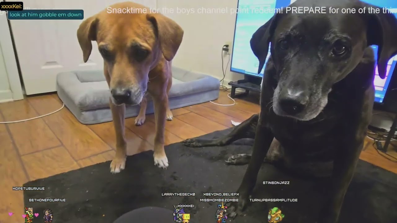 youtube VOD