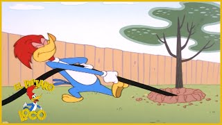 El Pajaro Loco Episodio Completo | Cable | Dibujos Animados | Caricaturas El Pajaro Loco Episodio Completo | Cable | Dibujos Animados | Caricaturas