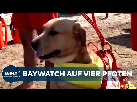 ITALIEN: Mutige Lebensretter! Rettungshunde sorgen für Sicherheit an den Stränden!