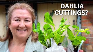 Dahlia Cuttings Have Arrived – What To Do Next // Cottoverdi