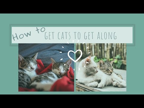 How to have Cats that get along with each other