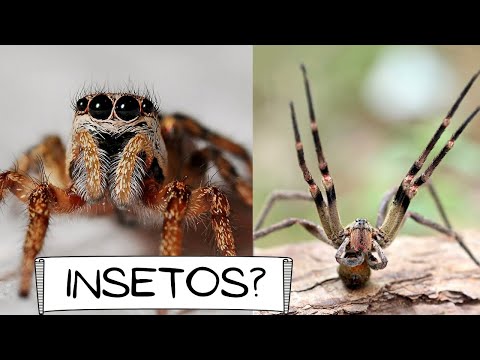 CURIOSIDADES - ARANHAS