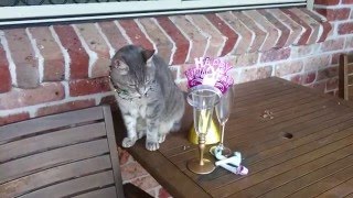 Feliz Miau Novo !!! =^.^=