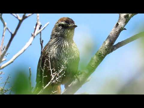 Canastero (Pseudasthenes humicola)