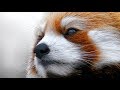 Red Pandas Compilation