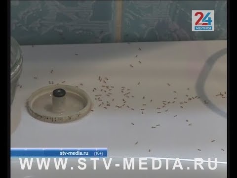 Рыжие муравьи атаковали квартиры челнинцев