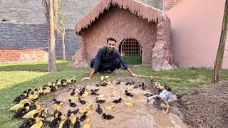 Download lagu Ducklings Ko Mud Pool Main Nehlaya 🥰 mp3 Download lagu Ducklings Ko Mud Pool Main Nehlaya 🥰 mp3