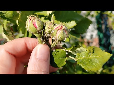 I sprayed roses and tomatoes. Aphids didn't come back all summer.