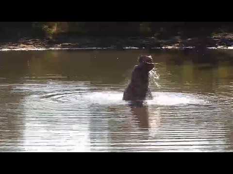 Djuma: Hippo playing - 08:00 - 05/01/20