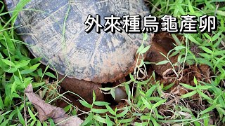 外來種烏龜下蛋