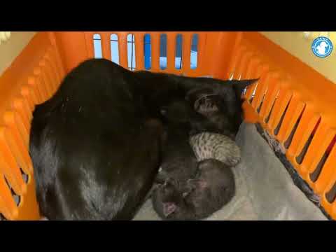 Starlight has welcomed 3 #tawf #animalrescue #youtube #donation #animalwelfare #cat #subscribe